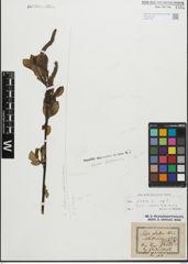 Foto von Salix glabra Scop.